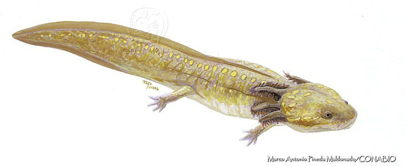 MAPM0727%20Ambystoma%20ordinarium.jpg.qye kuH1MYl3tWVhQA3g0JtbmFja29CbnFuZ3NAbXJ6LGtwZwA.M Pd6bVX6a