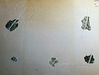 KT016 0082 Anabaina oscillarioides.jpg