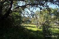 LH002 hum 1455 Coccoloba barbadensis.JPG