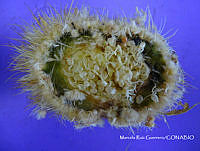 MRG-2018-1311 Pachycereus pecten-aboriginum (MRG-4abr18-h).JPG