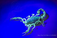 MASM07909 Hadrurus arizonensis.jpg