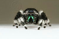 MASM08113 Phidippus audax.jpg