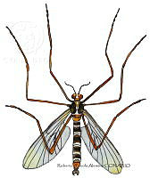 RAA0987 Blephariceridae.jpg