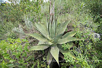 ZAPF0542 Agave sp..jpg