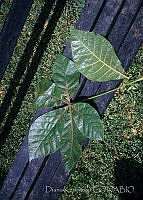DK1199 Quelite.jpg