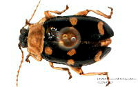 GMRM0234 Phenrica sexmaculata.jpg
