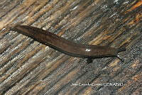 JCC0437 Pallifera.JPG