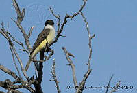 AAKVDH 0171 Tyrannus crassirostris.JPG