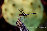 ARF004 Dythemis fugax.jpg