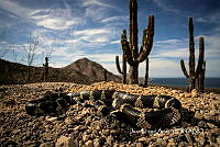 MN6F0137 Lampropeltis californiae.jpg