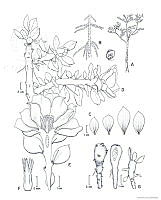 AD0001 Pereskiopsis aquosa.jpg