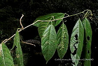 Huitz 0334 Acalypha schlechtendaliana.jpg
