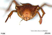 ME006 Hormi 0135 Cephalotes umbraculatus.jpg