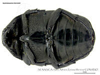 SAZH0338 Gymnetosoma chevrolati.jpg