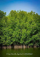 FBA0971 Manglar.jpg