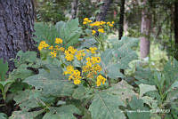 proy JF091 0488 Verbesina greenmanii.JPG