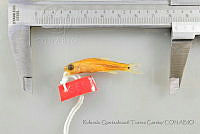 RQTG1150 Notropis tropicus.jpg
