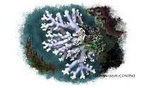 NE018 1256 Stylaster roseus.jpg