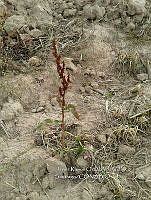 RG001 0456 otro.jpg