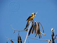 CGL1222 Icterus cucullatus.jpg