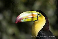 MASM06311 Ramphastos sulfuratus.jpg