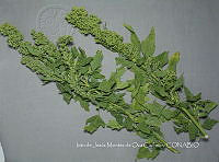 IMDOC4471 Chenopodium berlandieri.jpg