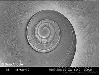 OAC0002 Atlanta brunnea.jpg