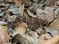 CAMH0001 Agkistrodon bilineatus ssp. bilineatus.jpg
