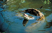 GC0009 Boa sigma.jpg