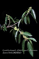 Atleq 0042 Ficus pertusa.jpg