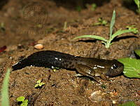 OJL041 Lithobates brownorum.jpg