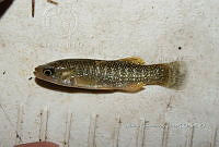 HE009 P 0201 Fundulus sp.JPG