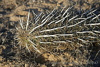 CNS1318 Stenocereus eruca.jpg