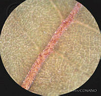 SL3437 Clethra hartwegii.jpg