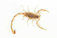 MASM07689 Centruroides infamatus.jpg