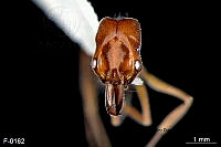 ME006 Hormi 0063 Odontomachus laticeps.jpg