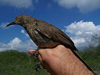 ODC0023 Toxostoma curvirostre.jpg