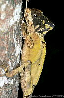 HBB0197 Corytophanes hernandesii.jpg