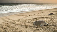 MASM08285 Lepidochelys olivacea.jpg