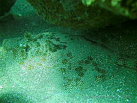 JAJ1068 Urobatis jamaicensis.jpg