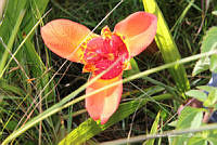 proy JF091 0476 Tigridia pavonia.JPG