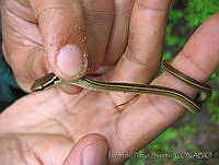 IdPS0009 Rhadinaea laureata.jpg