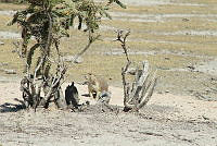 QE005 0100 Cynomys mexicanus.jpg