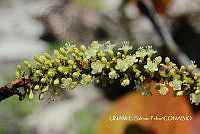 JF078 0158 Coccoloba uvifera.jpg