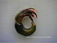 NBA0066 Clibanarius digueti.JPG