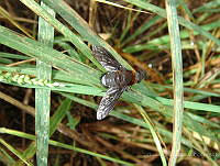 OOG0301 Culicidae.jpg
