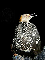 KMS0043 Melanerpes aurifrons.jpg