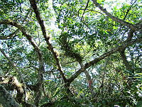 LRGA008 Rhizophora mangle y Acrostichum aureum.jpg