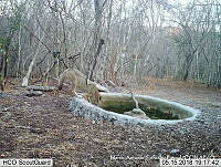 MAGB 0021 Canis latrans.JPG