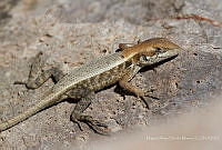 MASM07452 Sceloporus sp..jpg
